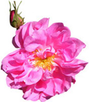 Hydrolat Rose de Mai BIO Aroma-Zone