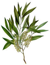 Hydrolat Tea tree BIO Aroma-Zone