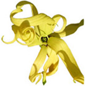 Hydrolat Ylang-Ylang BIO Aroma-Zone