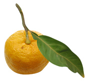 Huile essentielle de Yuzu