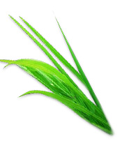 Hydrolat Palmarosa Aroma-Zone