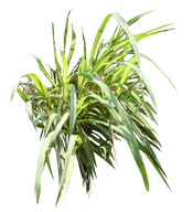 Huile essentielle d'Ahibero BIO
