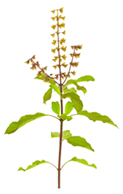 Huile essentielle de Basilic doux à linalol BIO