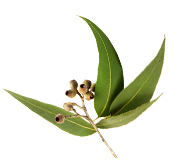 Hydrolat Eucalyptus globulus BIO Aroma-Zone