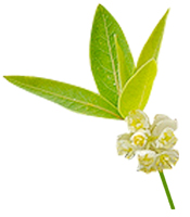 Eau aromatique Litsée citronnée BIO Aroma-Zone