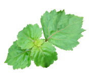 Hydrolat Patchouli sauvage Aroma-Zone