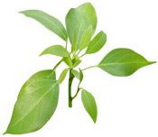 Hydrolat Ravintsara Aroma-Zone