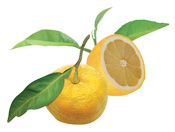 Eau aromatique de Yuzu Aroma-Zone